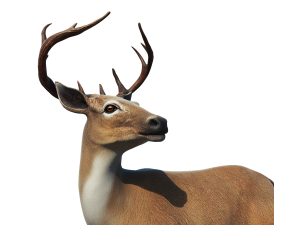 Deer 3D 模型
