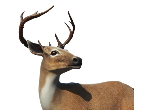 Cervo Modello 3D