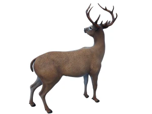 Cervo Modello 3D