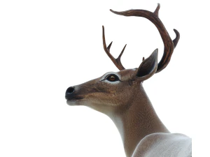 Cervo Modello 3D