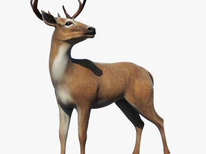 Cervo Modello 3D