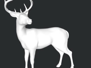 Cervo Modello 3D
