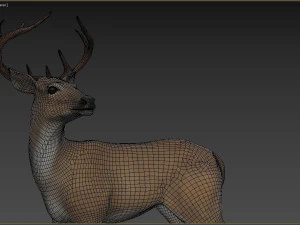 Cervo Modello 3D