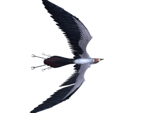 Bird Modello 3D