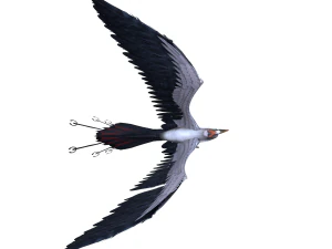 Bird 3D Model