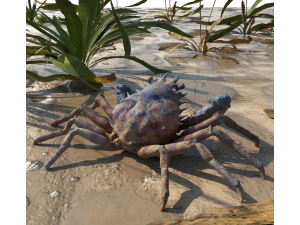 Crab Modèle 3D