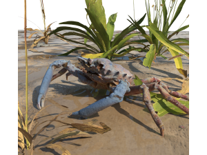 Crab Modèle 3D