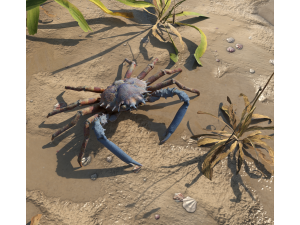 Crab Modèle 3D