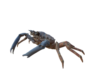Crab Modèle 3D