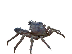 螃蟹 3D 模型