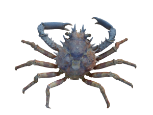 Crab Modèle 3D