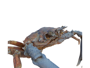 Crab Modèle 3D