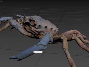 Crab Modèle 3D
