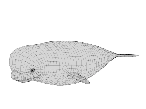 Rigged Cartoon Beluga Whale 3D Model