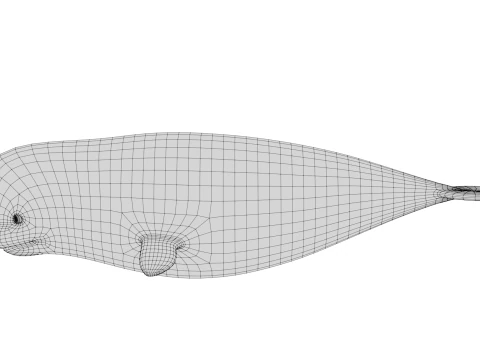 Rigged Cartoon Beluga Whale 3D Model