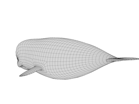 Rigged Cartoon Beluga Whale 3D Model
