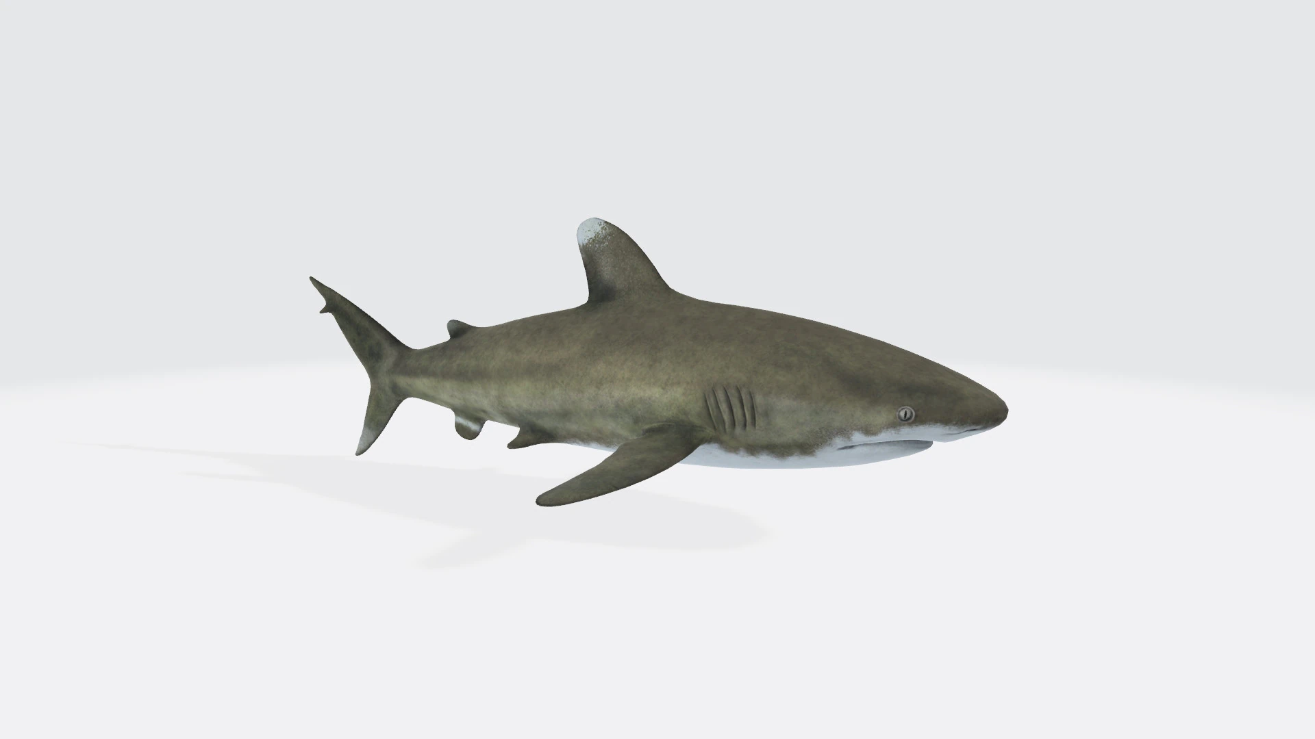 Oceanic White Tip Shark Ready to Print 3D Model .c4d .max .obj .3ds .fbx .stl .blend 