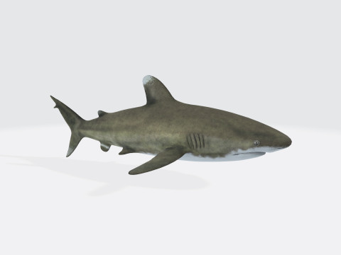 Oceanic White Tip Shark Ready to Print 3D मॉडल