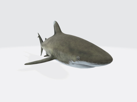Oceanic White Tip Shark Ready to Print 3D-Modell