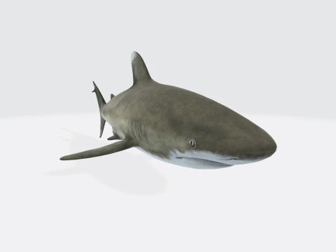 Oceanic White Tip Shark Ready to Print 3D Model
