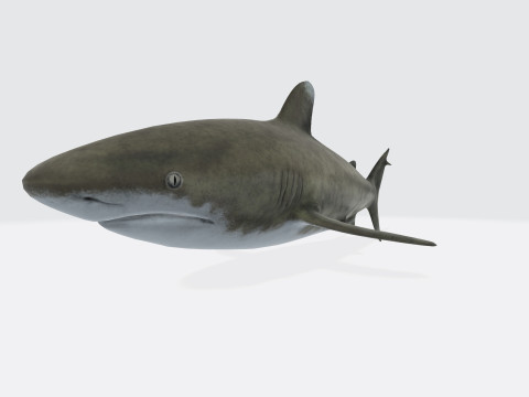 Oceanic White Tip Shark Ready to Print 3D-Modell