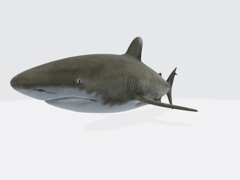 Oceanic White Tip Shark Ready to Print 3D Model