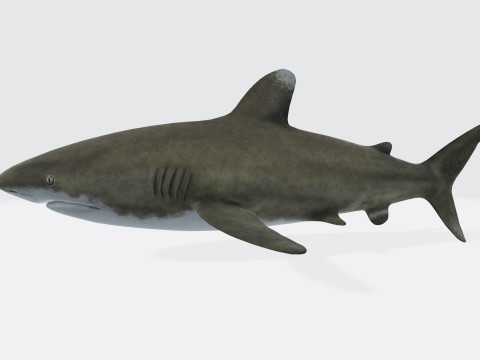 Oceanic White Tip Shark Ready to Print 3D-Modell