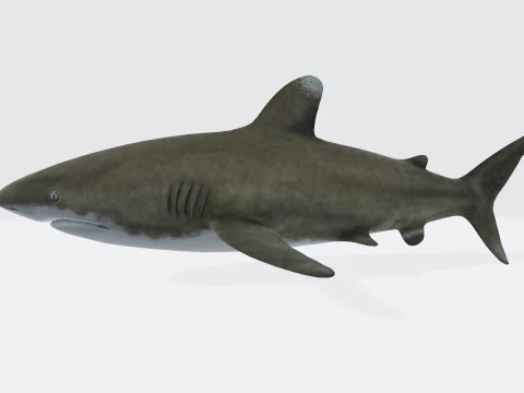 Oceanic White Tip Shark Ready to Print 3D Model