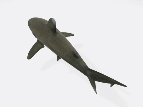 Oceanic White Tip Shark Ready to Print 3D Model