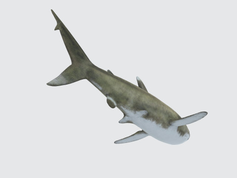 Oceanic White Tip Shark Ready to Print 3D-Modell