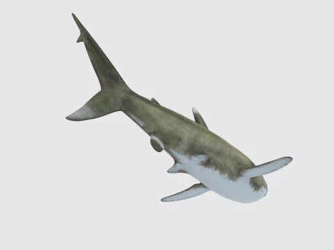 Oceanic White Tip Shark Ready to Print 3D Model
