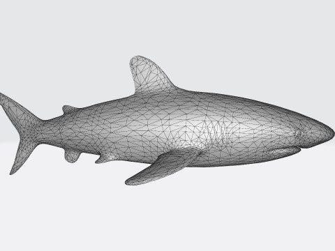 Oceanic White Tip Shark Ready to Print 3D-Modell