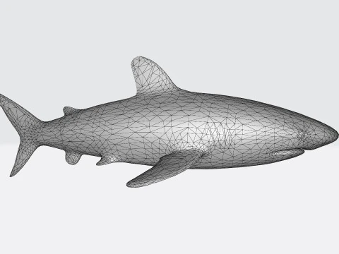 Oceanic White Tip Shark Ready to Print 3D Model