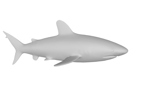 Oceanic White Tip Shark Ready to Print 3D-Modell