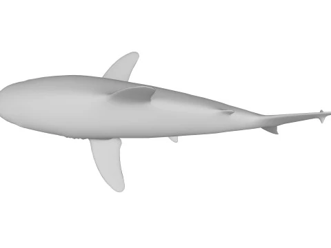 Oceanic White Tip Shark Ready to Print 3D Model