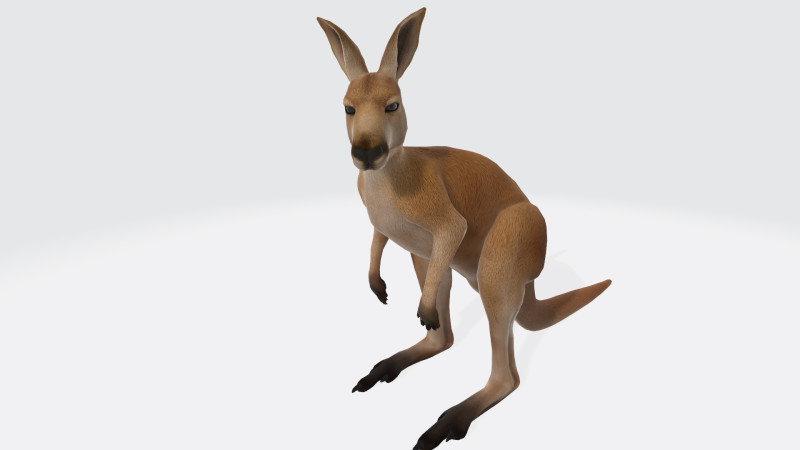 Kangaroo Ready to Print 3D Model .c4d .max .obj .3ds .fbx .stl .blend