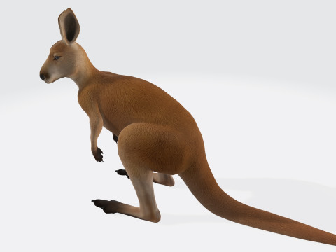 Kangaroo Ready to Print 3D Model