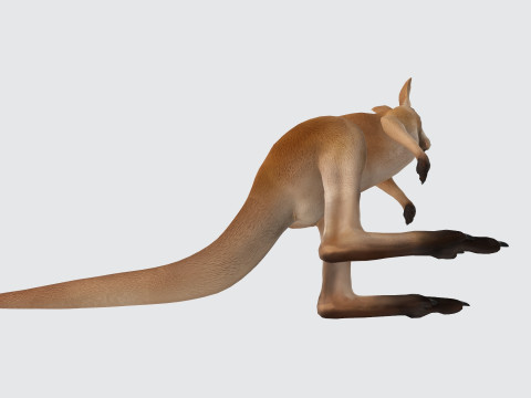 Kangaroo Ready to Print 3D Model