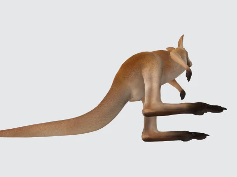 Kangaroo Ready to Print 3D Model