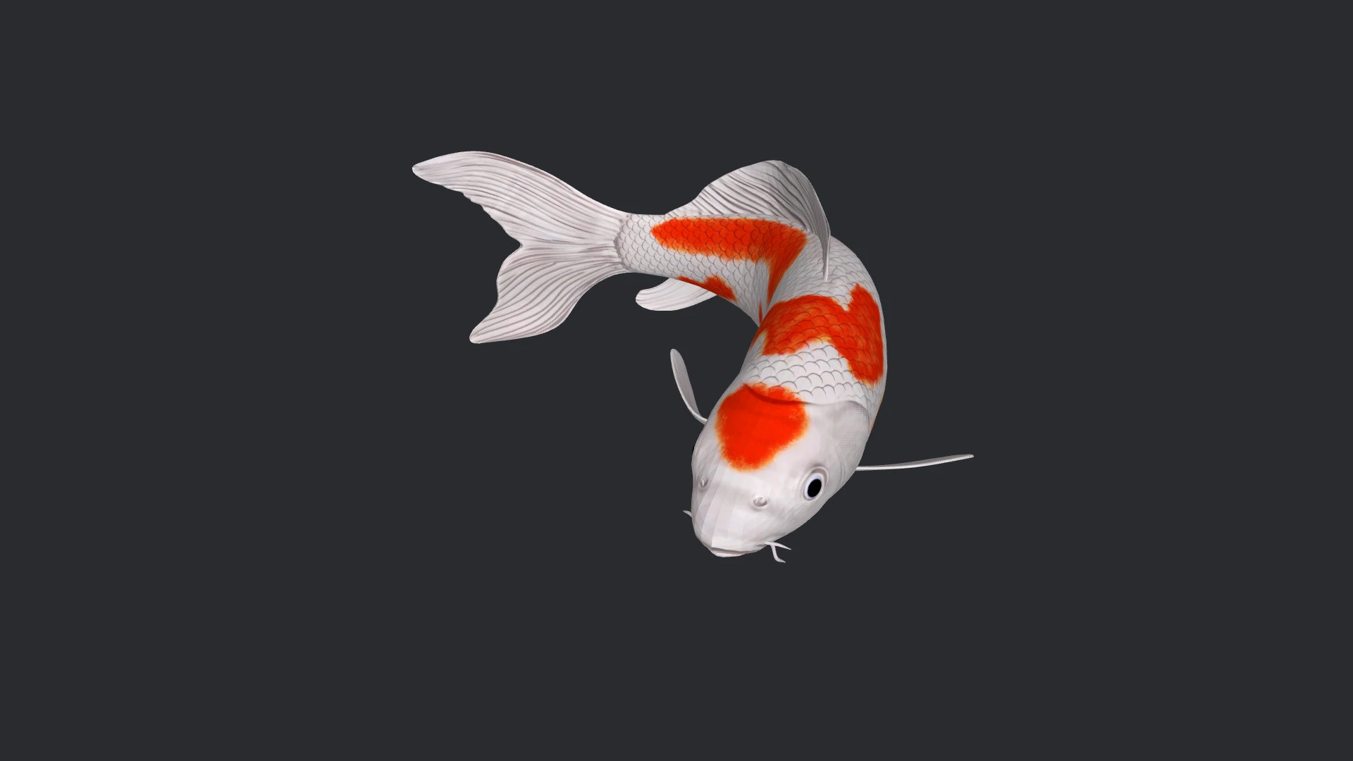 Koi Fish Ready to Print 3D Model .c4d .max .obj .3ds .fbx .stl .blend