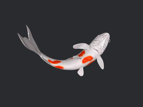 Koi Fish Ready to Print 3D Model