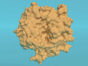 Glucose oxidase enzyme 3D Model