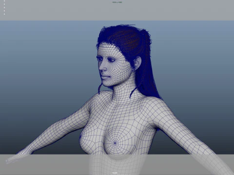 Female Hair 3D Model