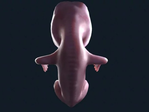ScreenShot 3D Модель