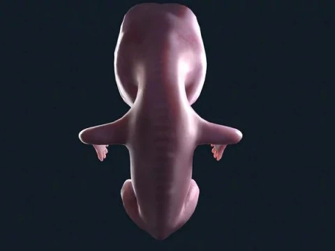 ScreenShot 3D Model