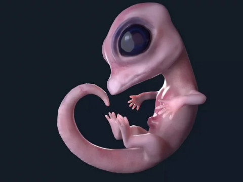 ScreenShot 3D Модель
