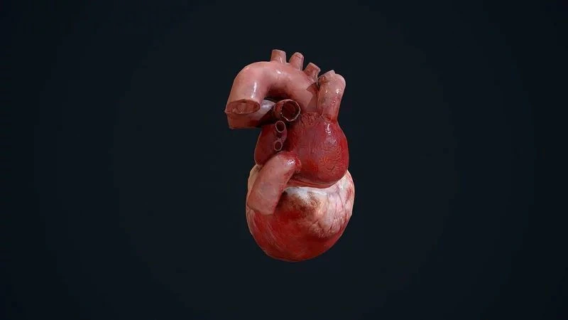 Animated Heart 3D Model .c4d .max .obj .3ds .fbx .stl .blend 