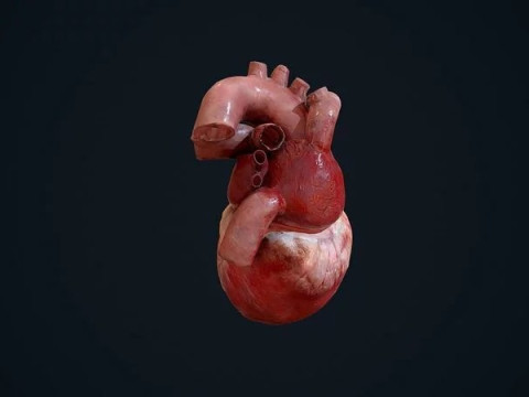 Animated Heart 3D Модель
