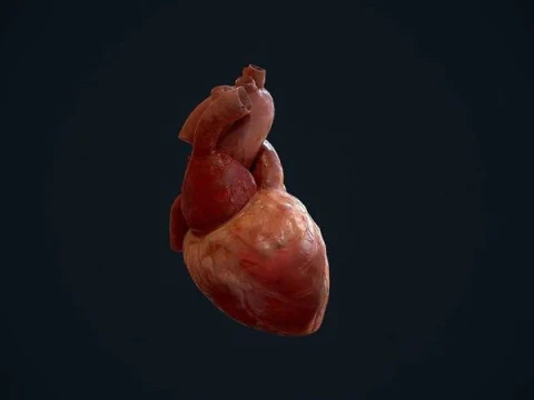 Animated Heart 3D Model
