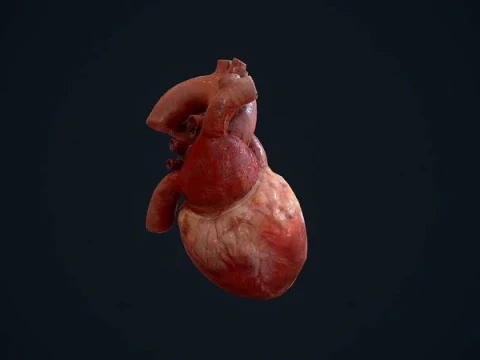 Animated Heart 3D Model